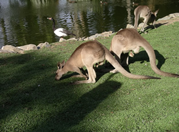 Eastern Grey Kangaroos